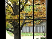 18184CrLe - Oak through the side door window  Peter Rhebergen - Each New Day a Miracle